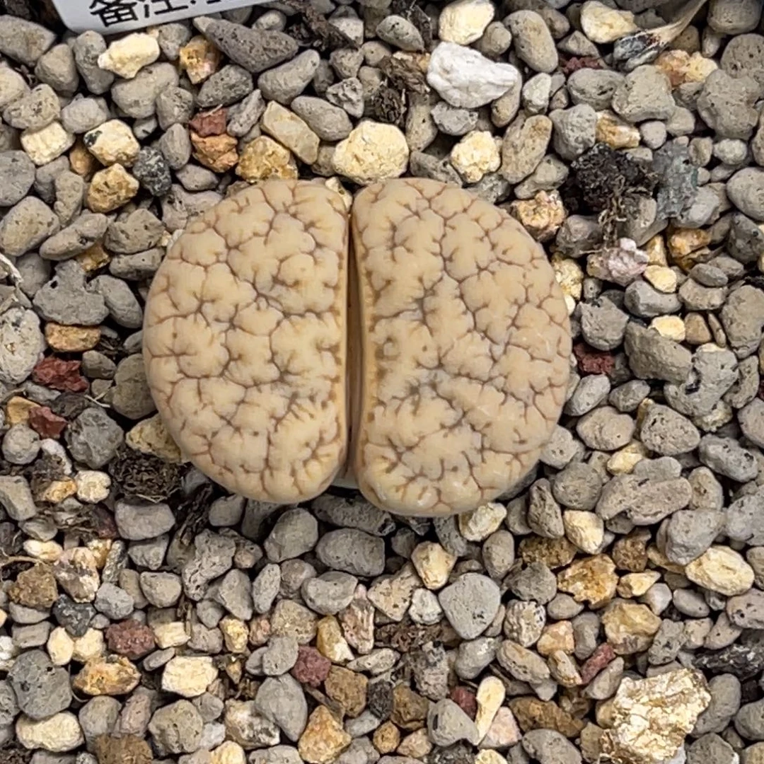 0074凹凸连纹189尺寸2.5