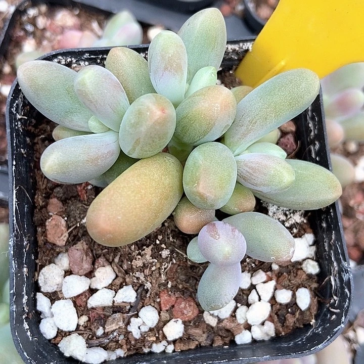 多肉植物糖果857多肉