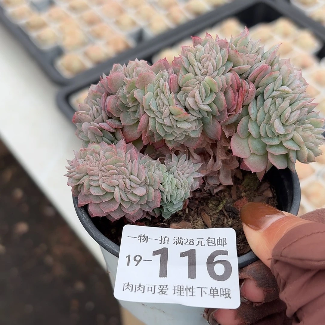 贝瑞缀无盆土发货