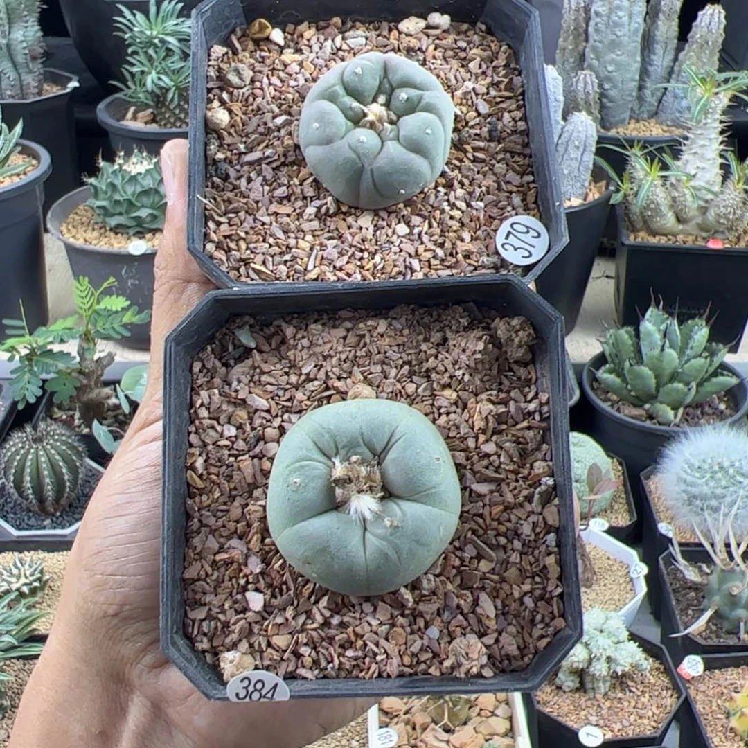 草球实生两颗3带盆发