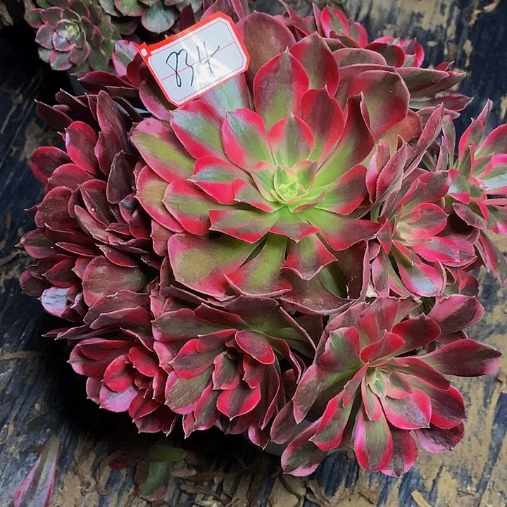 Q***空布加迪老桩捧花834号