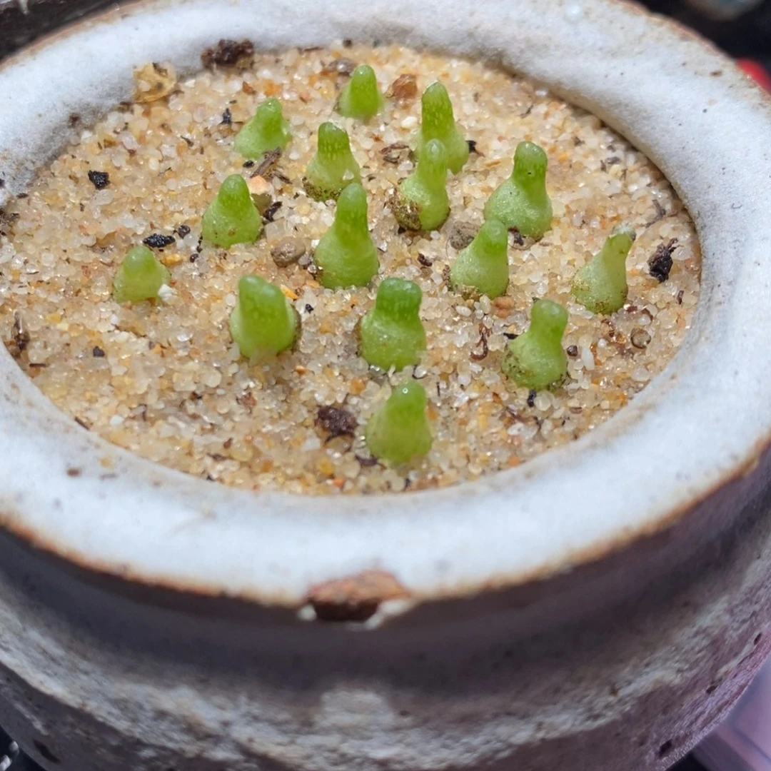 小葫芦一颗。