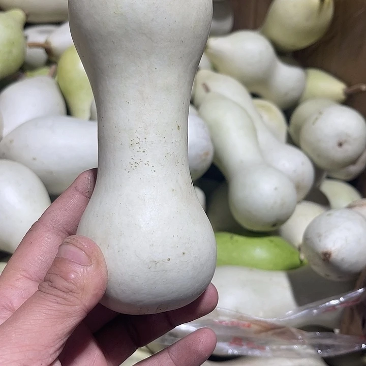 大果紫檀（缅甸花梨）荣*