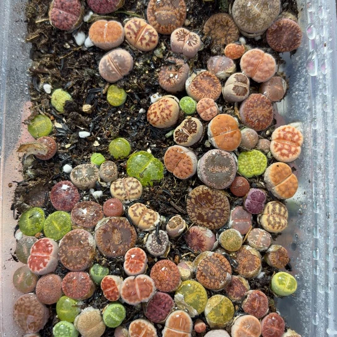 3705 生石花和肉锥