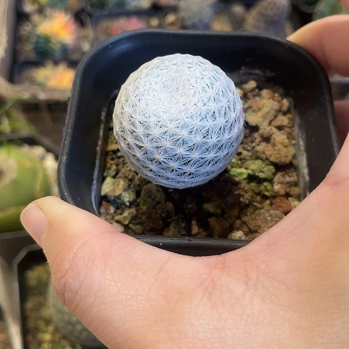 实生白鸟仙人球一颗