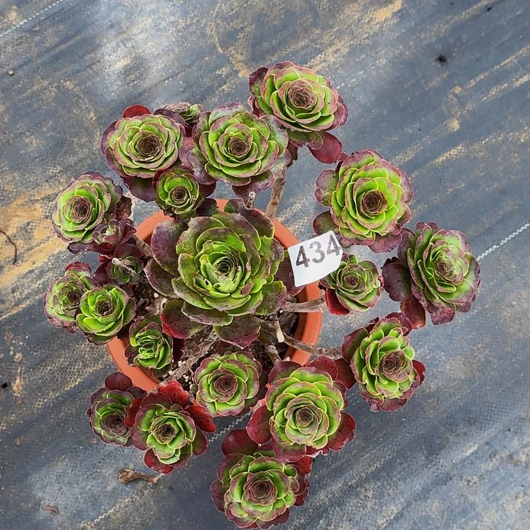 434魅金玫瑰法师植物