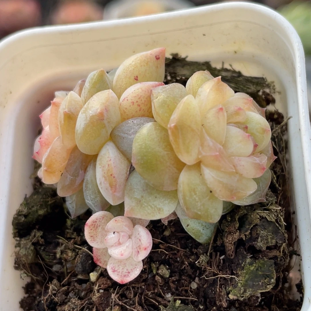 133号糖心冰心珍妮 崽不包整