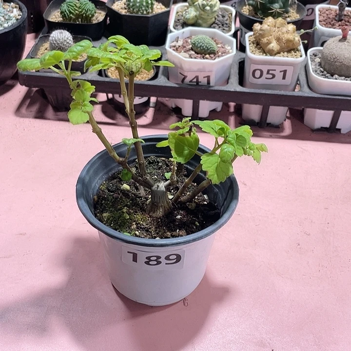 189爱氏延命草块根