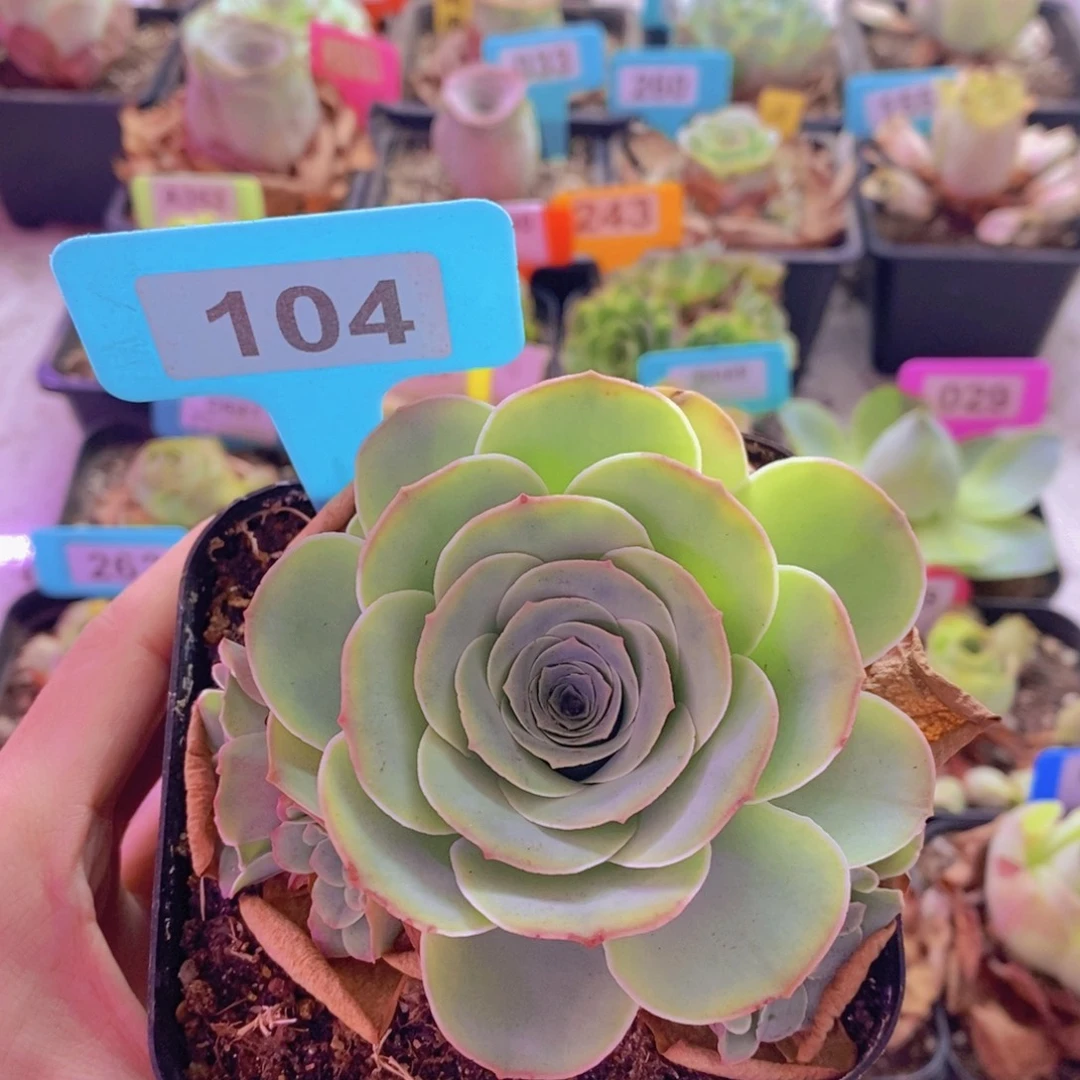 山地玫瑰一物一拍爱晚晴104