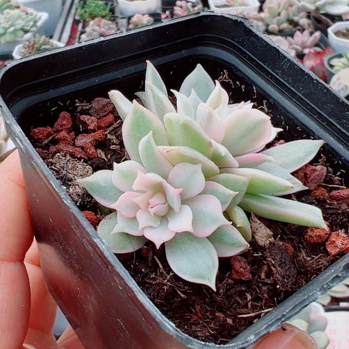 粉蝶锦多肉植物1752
