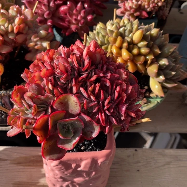 【闪购商品】芬克缀