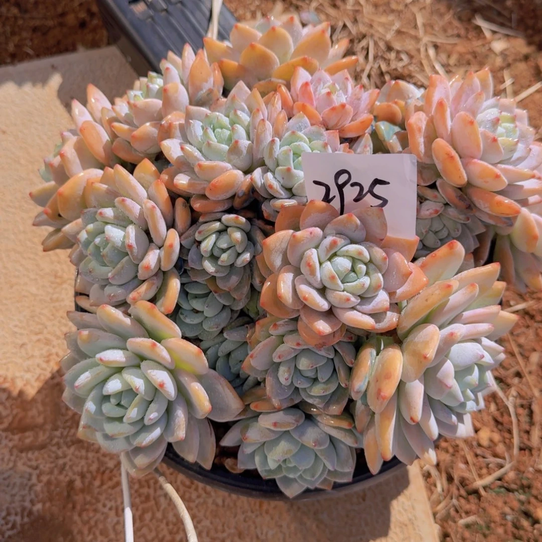 一***州2925冷香多肉植物