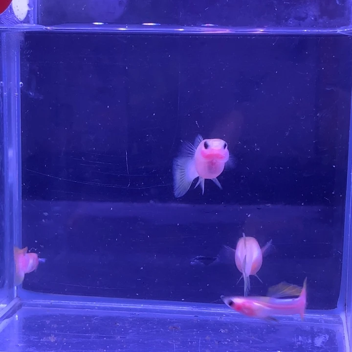 孔雀鱼幻彩粉猫2对