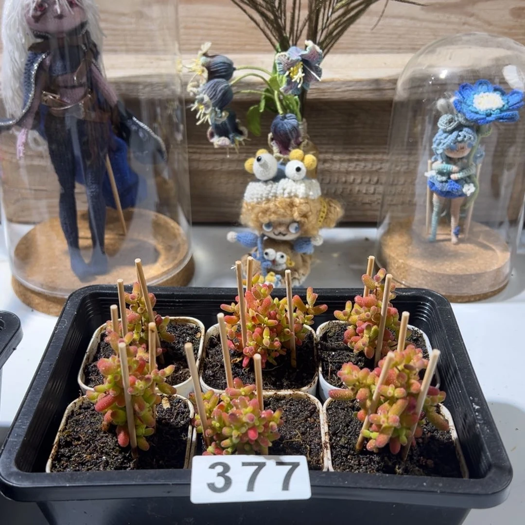 好**耶枝干番杏多肉植物377