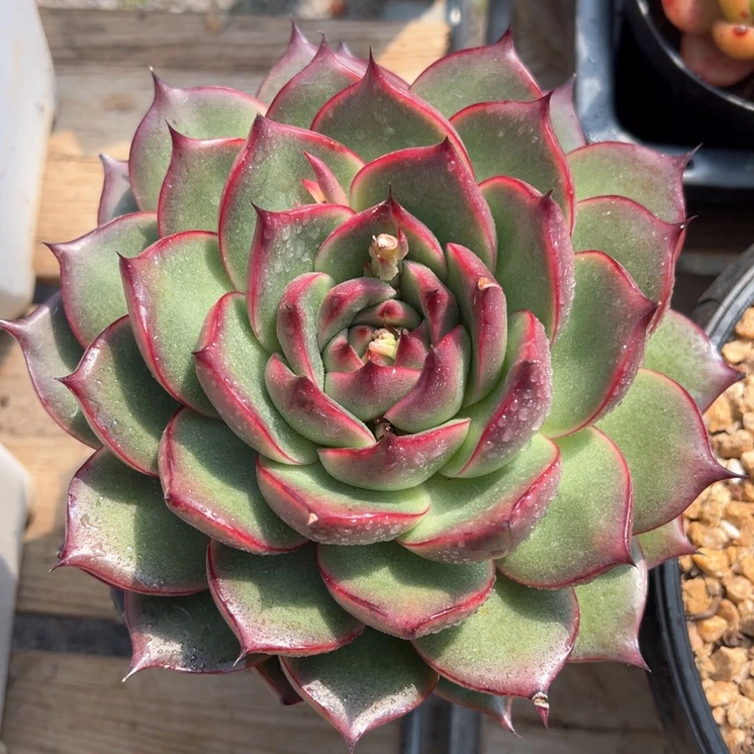 维罗妮卡多肉植物