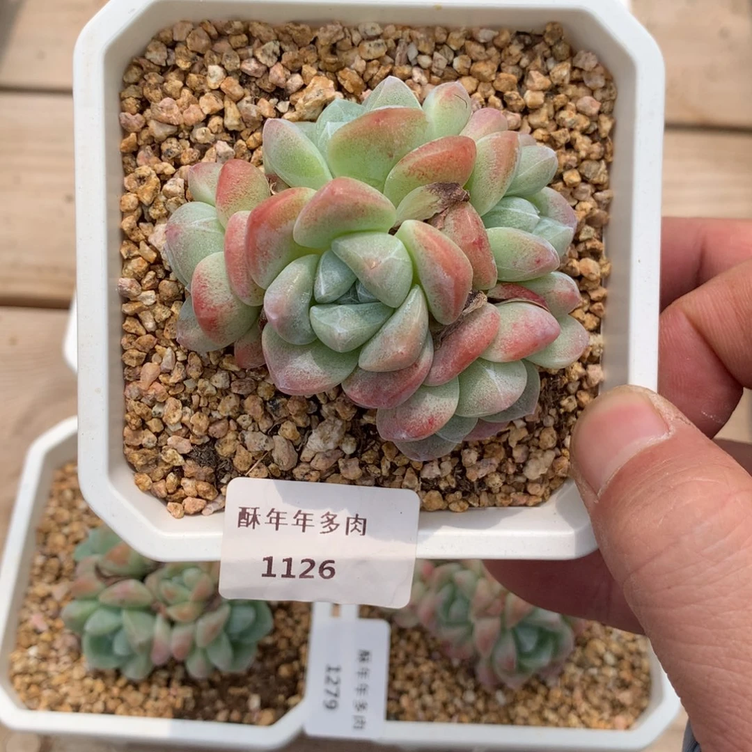 会***年1126冰玉多肉一颗6.5厘米