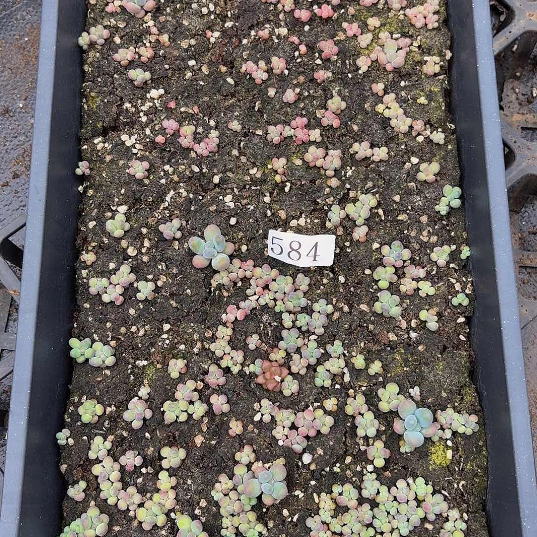 多肉植物多肉植物584