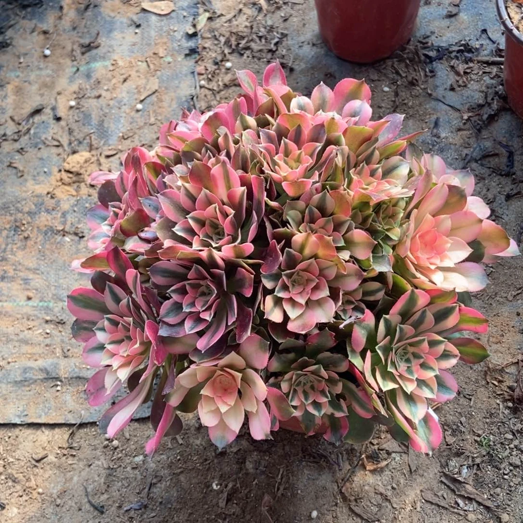 8香妃无主头法师的故事