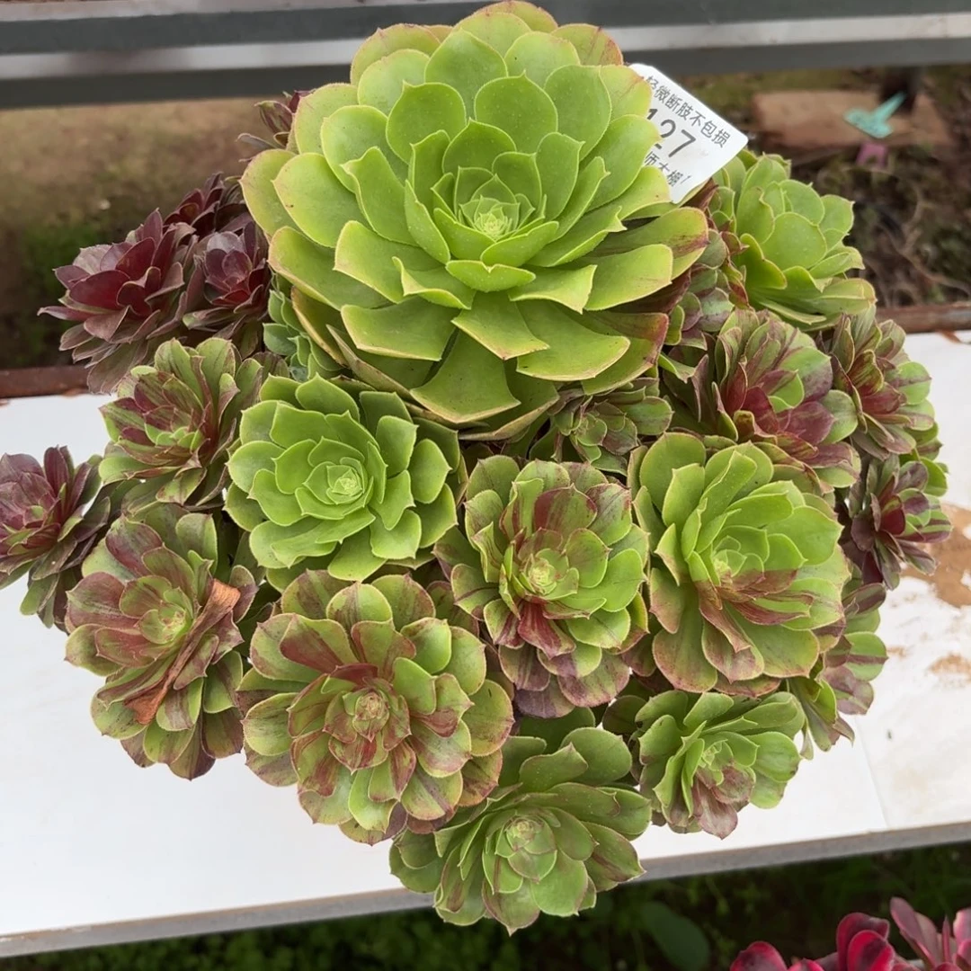 127花月夜多肉植物