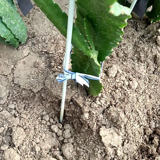 單***╮完全开放令箭何花东北小粉