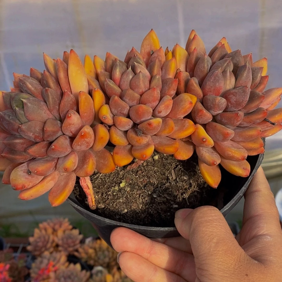 黄金象牙三头160杯老桩