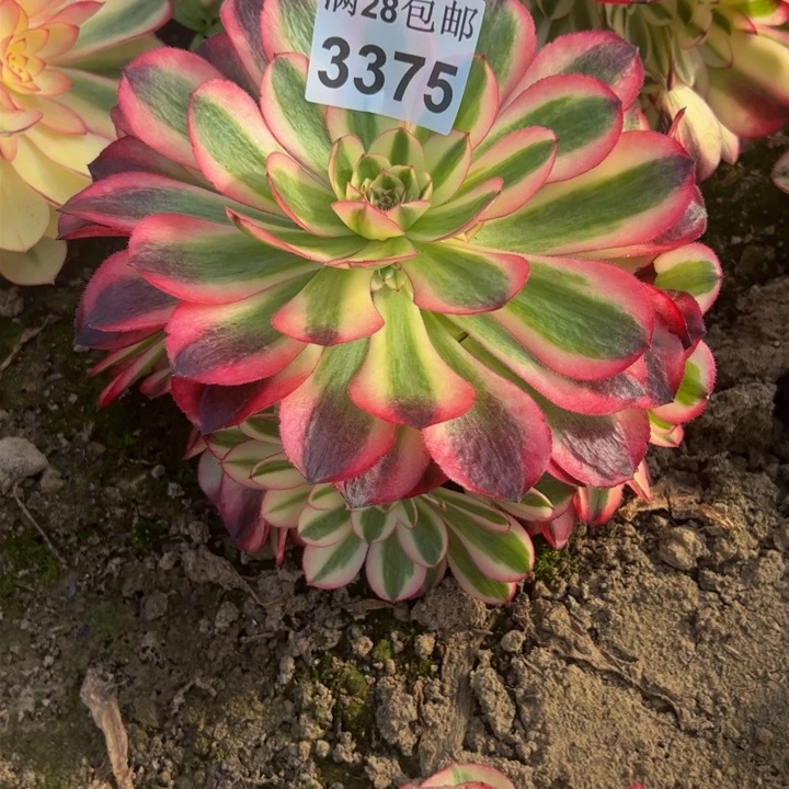 3375南荔枝多肉植物