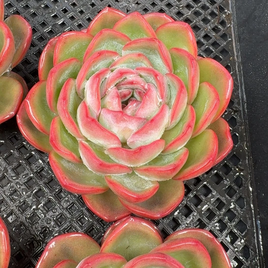 从前慢花园多肉编号1123-胖体泡芙