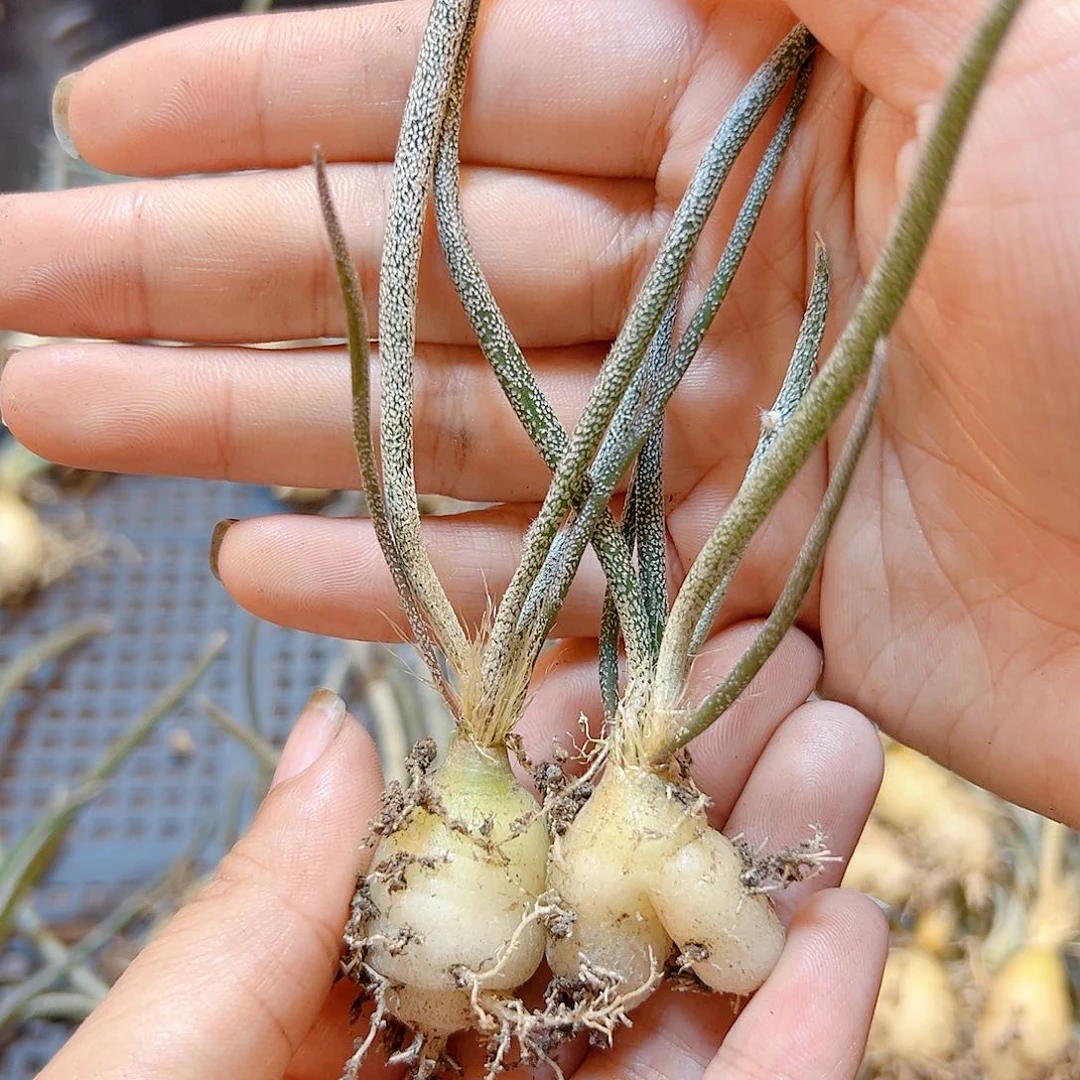 实生美杜莎肚子1.5公分2颗