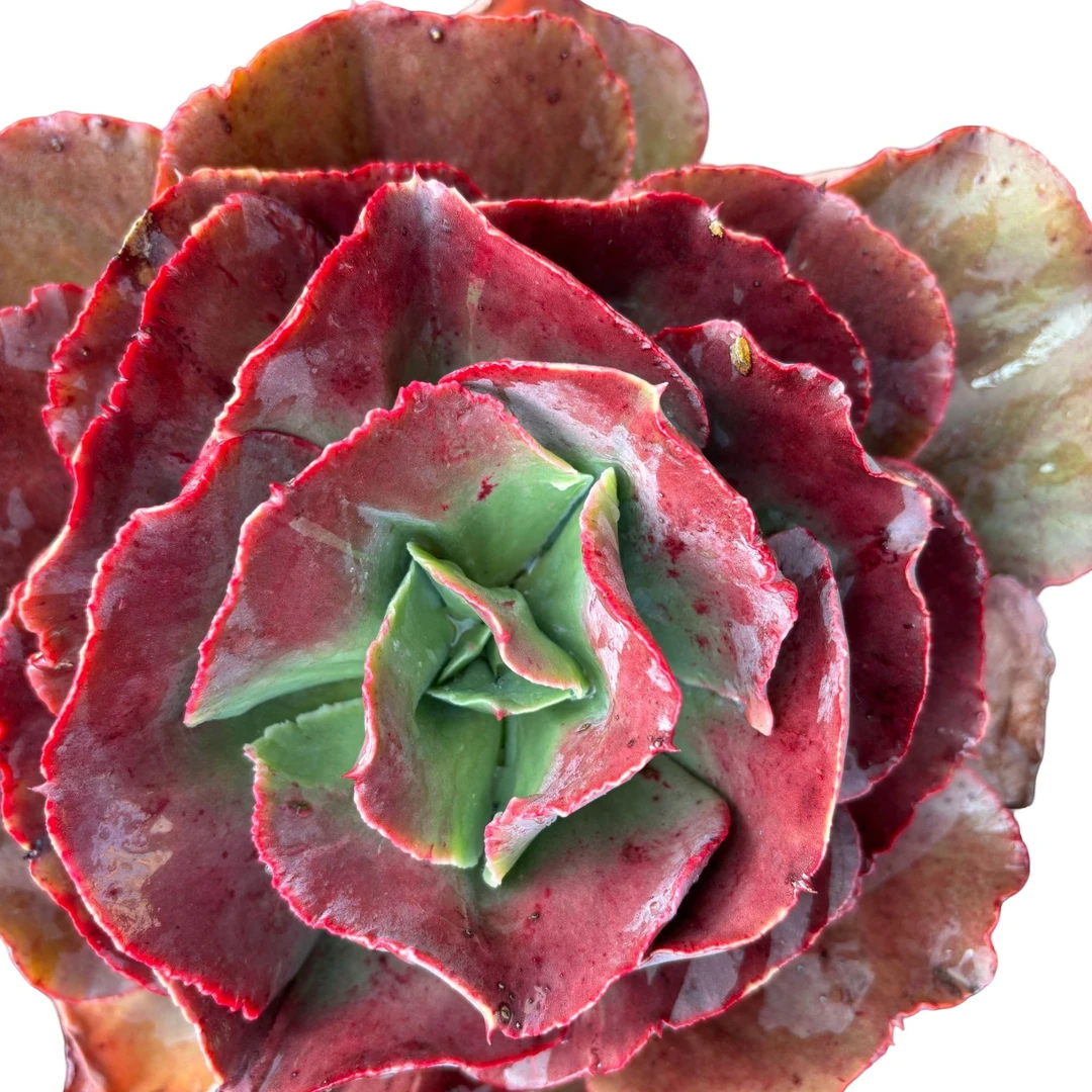 红杯单头大叶秀妍优选精选发货种植售后基地自产自销