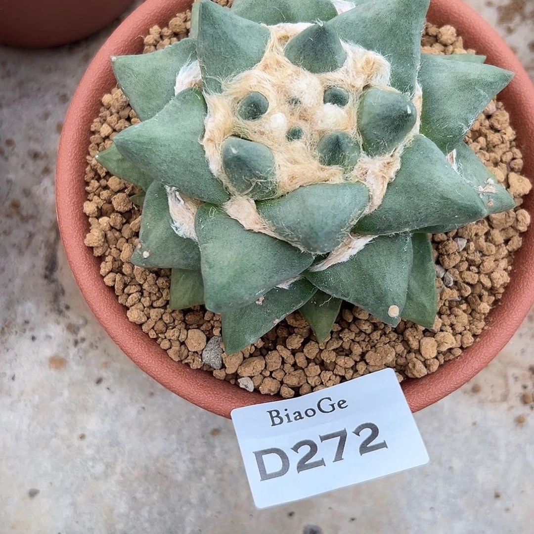 熊*头D272号牡丹仙人球