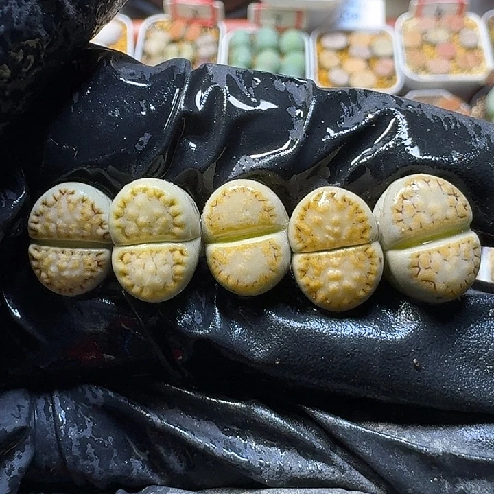 生石花111111。  280