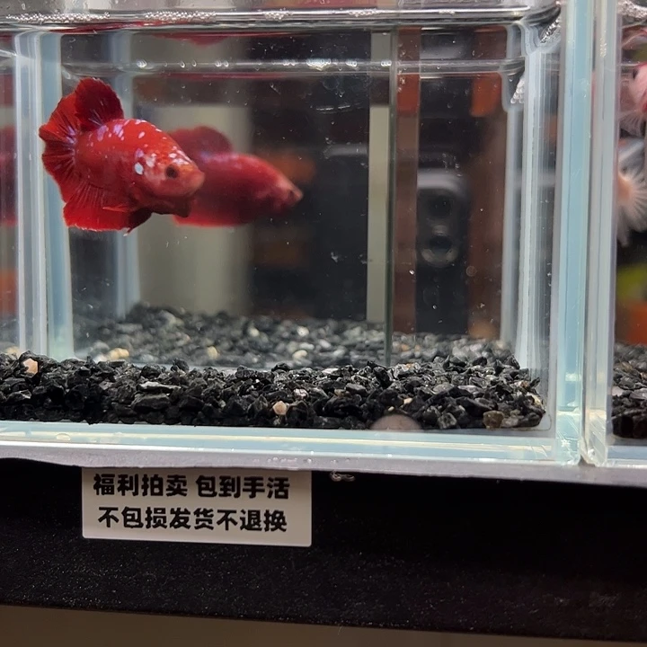 斗鱼竞拍跑单拉黑27号74