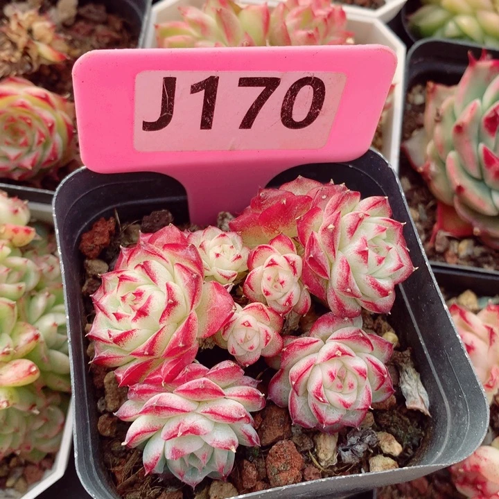 麦秆6cm不包整群