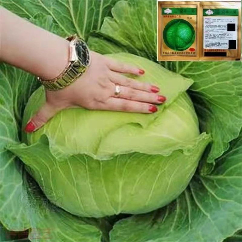 京丰一号甘蓝种子蔬菜种孑高产洋白菜包菜种子农家菜园卷心菜籽