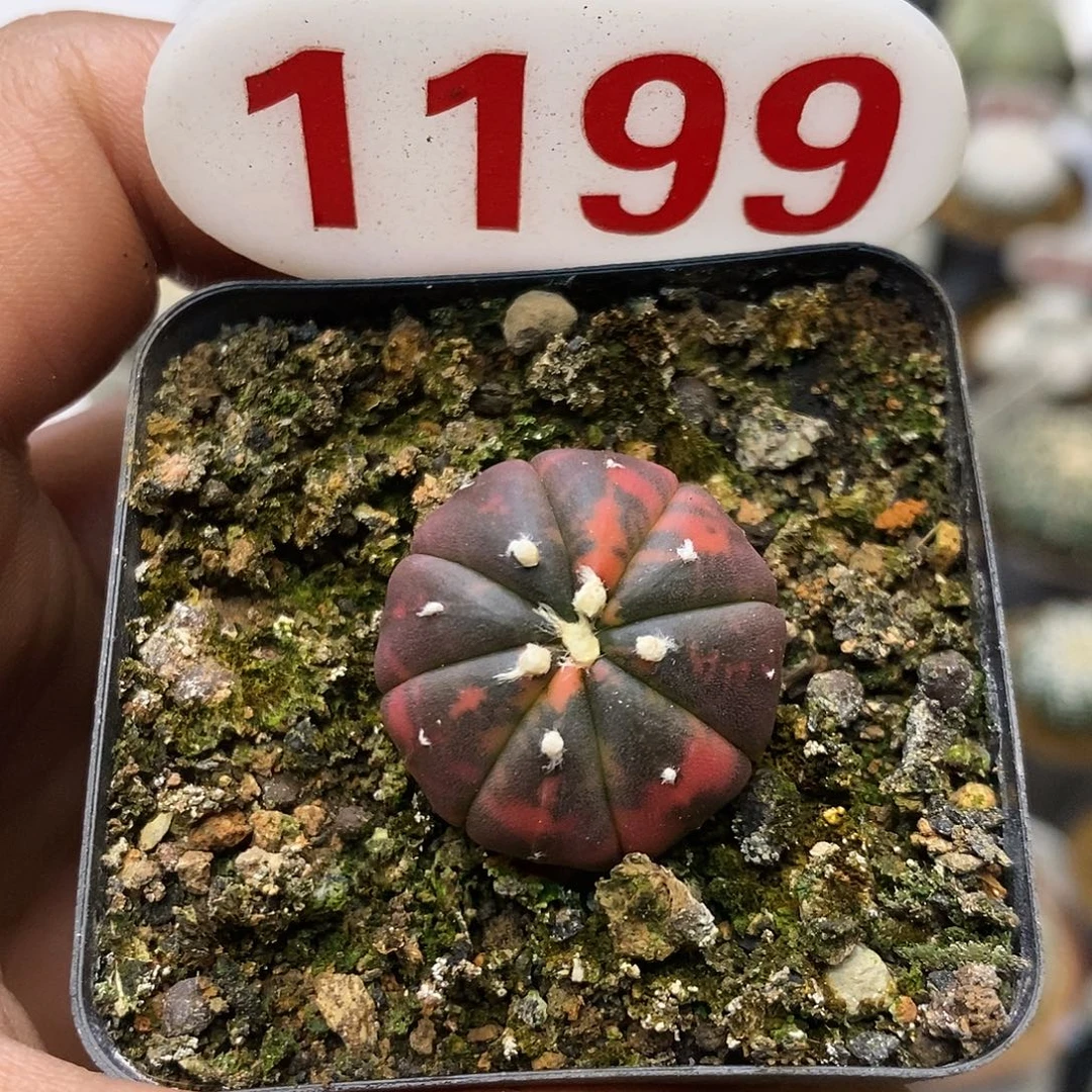 1199福利特价红锦