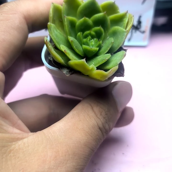 白蜡东云，满8.8包邮发货谢谢