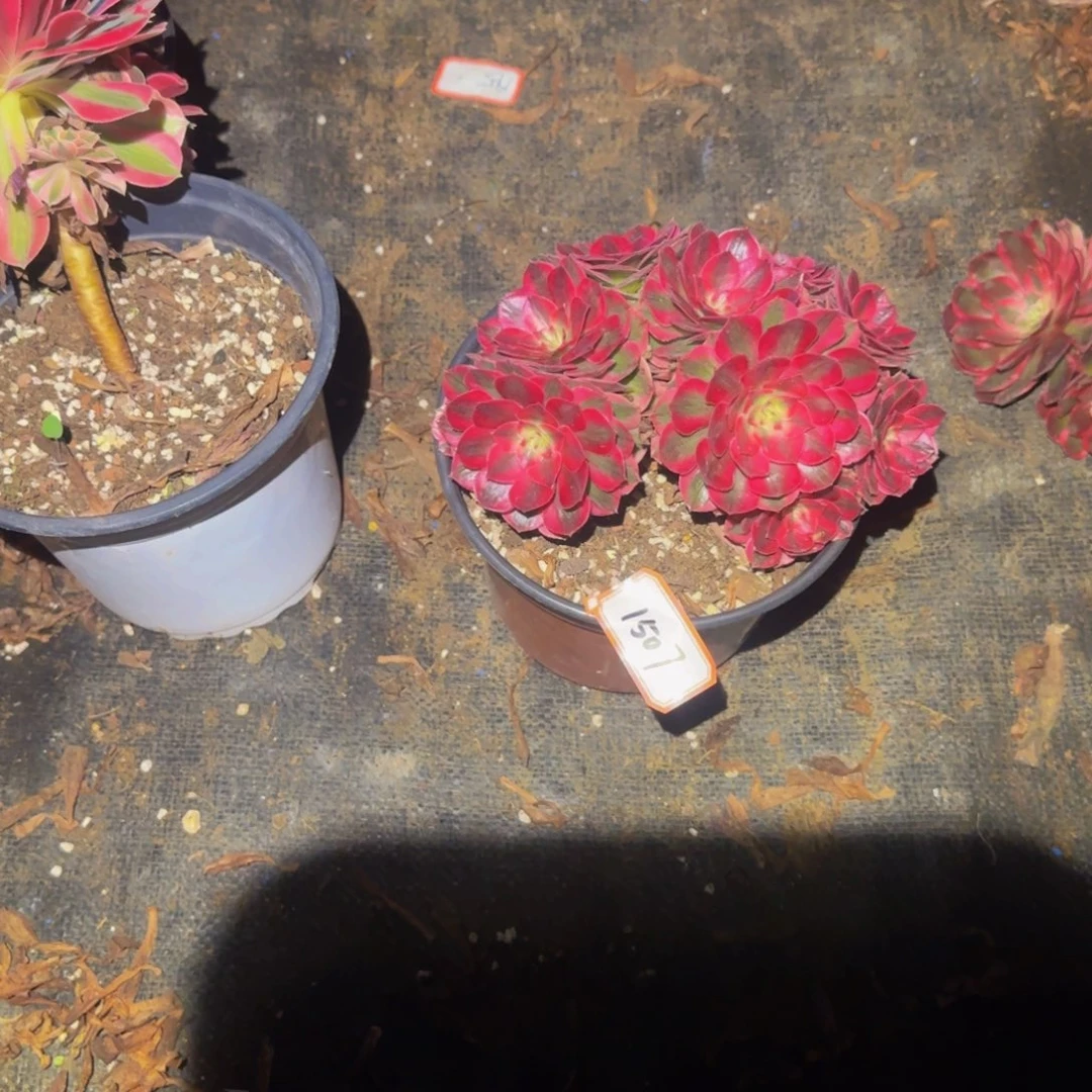 心***语小课的朵朵1507多肉法师锦111