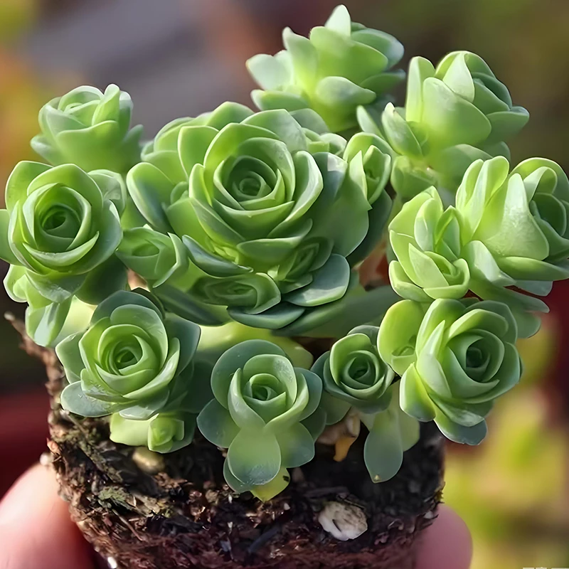 山地玫瑰多肉植物苗群生好养活黄金翡翠鸡蛋酒杯耶罗玫瑰盆栽花卉