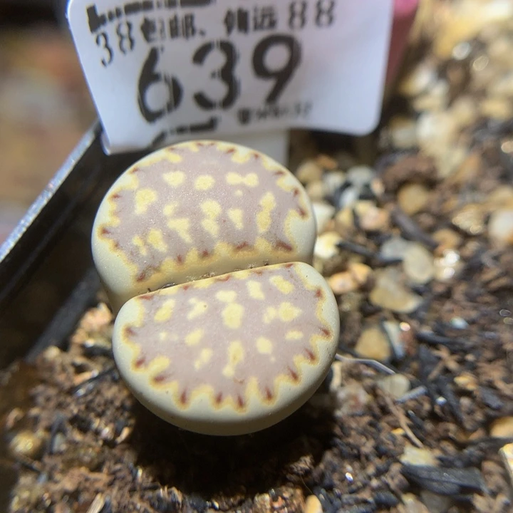 L***晚Ssssss好看得639