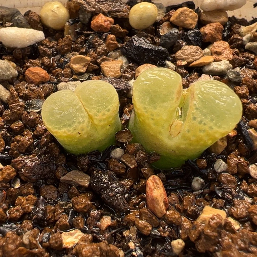 073多肉植物种类和