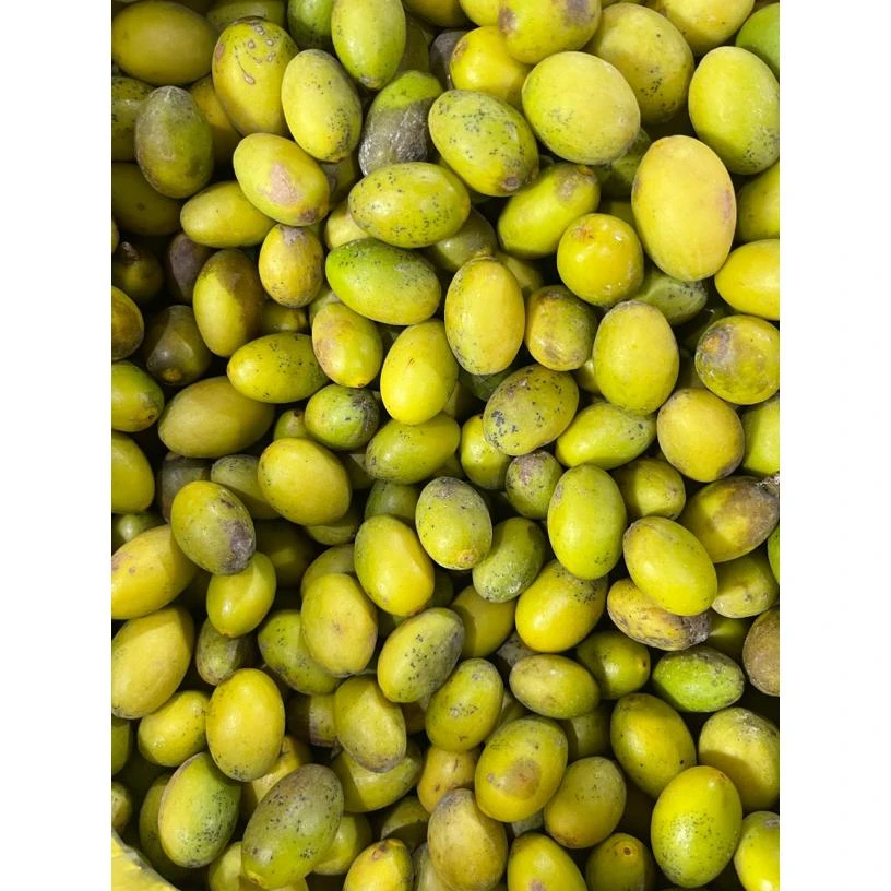 潮汕花皮黄蜡本地老树凌峰橄榄新鲜采摘生吃煲汤甘香回甘回甜