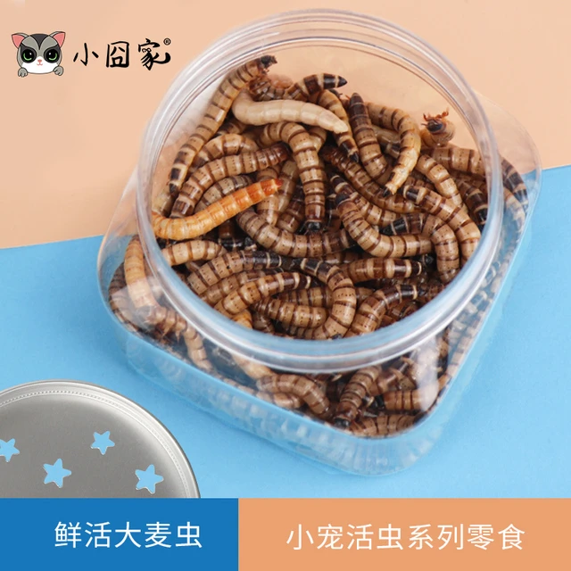 蜜袋鼯零食活大麦虫刺猬花枝鼠用品食物仓鼠营养面包虫送饲养盒