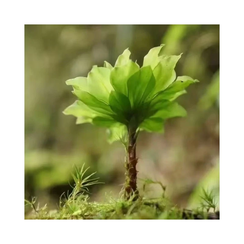 回心草     回心草