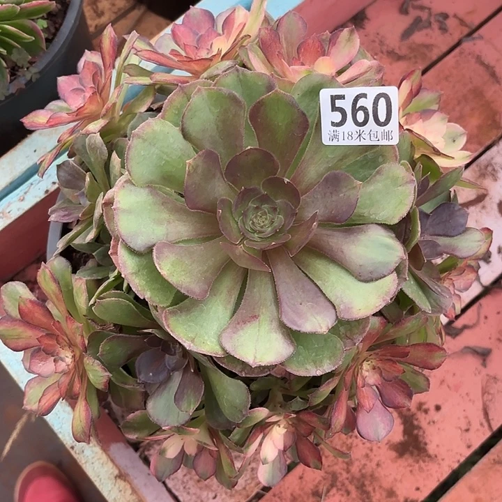 560海王七彩诺米多肉法师锦不包侧枝断