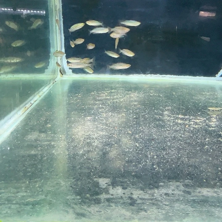 方***也慈鲷预3.5-4马克洛奇2只