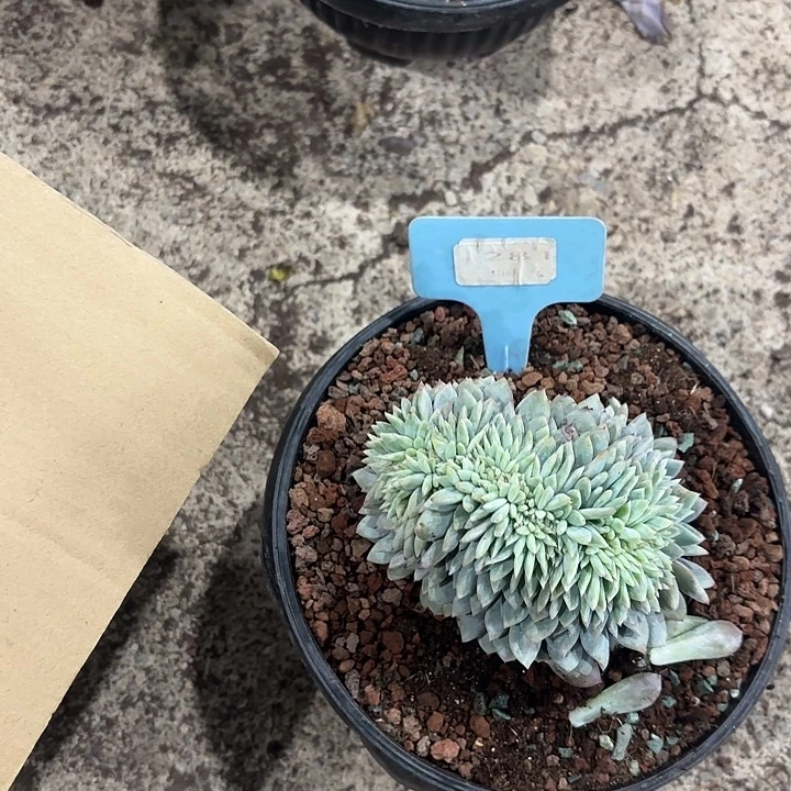 五***子星颖缀化多头群山281