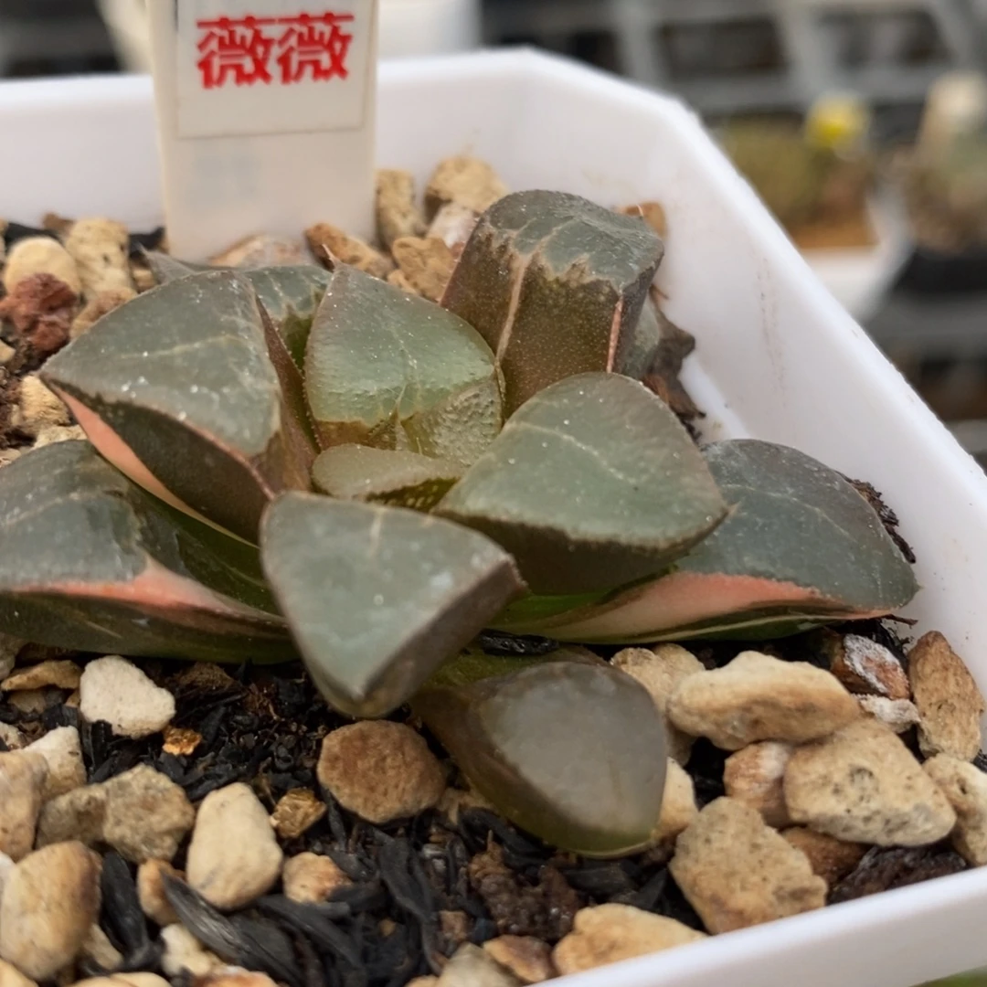 428木叶克锦一物一拍