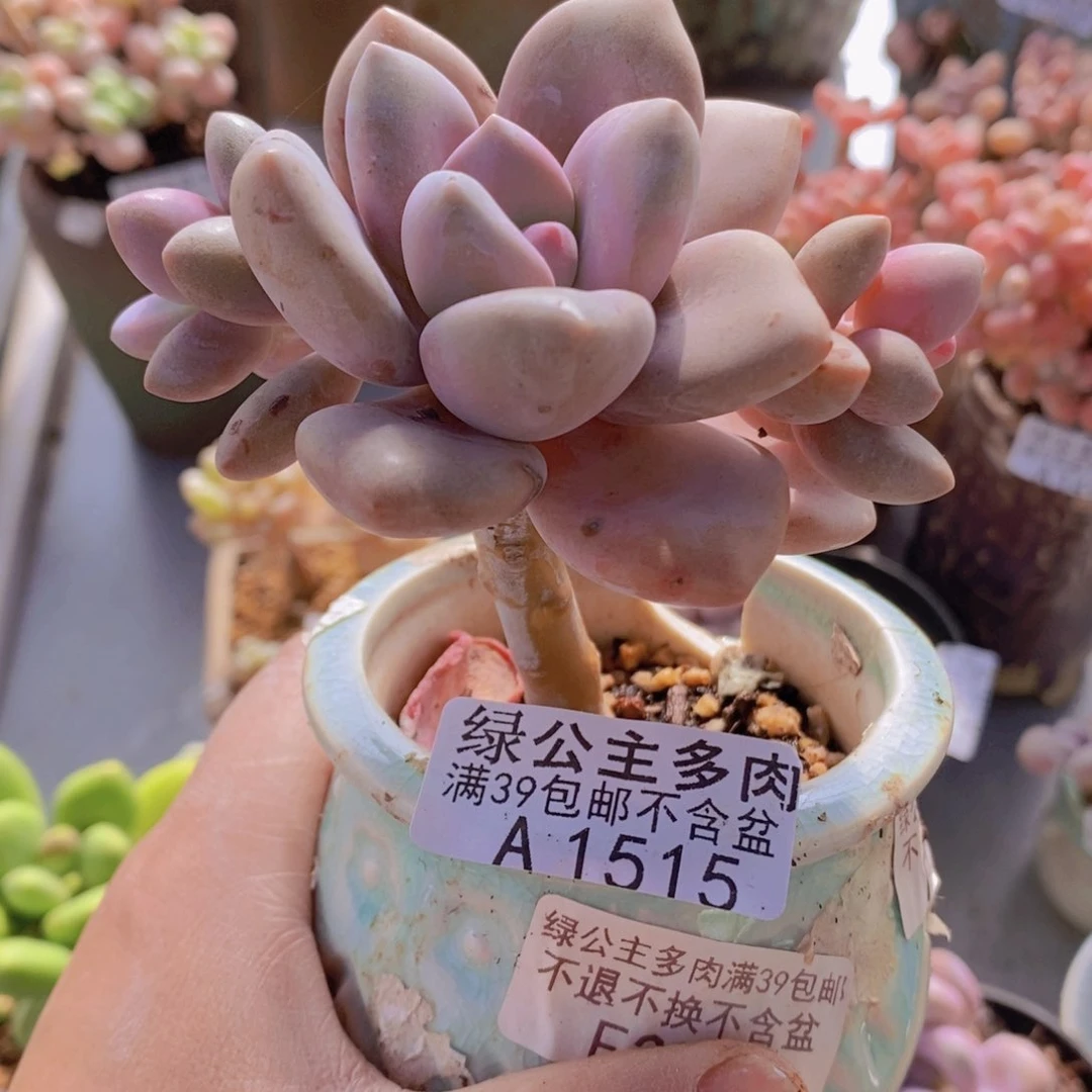 桃霜老桩1515多肉植物