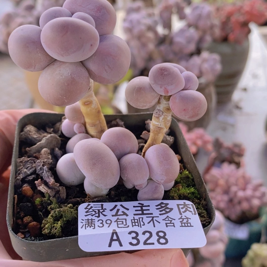 芭比奶洛328多肉植物