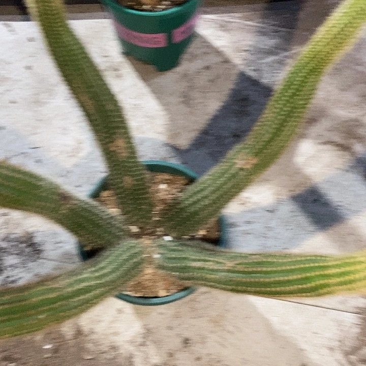 心***月仙人球双色金妞福利